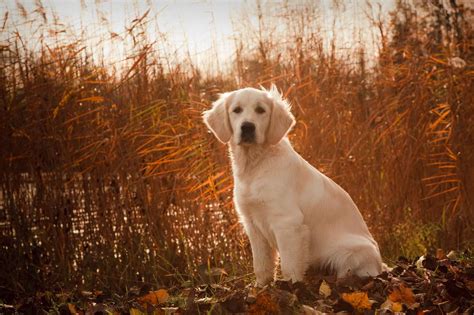 Hunting Dog Profile: The Happy, People-Pleasing Golden Retriever | GearJunkie