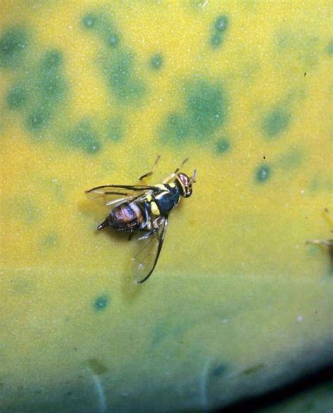 Oriental fruit fly (Bactrocera dorsalis) - UF/IFAS Pest Alert