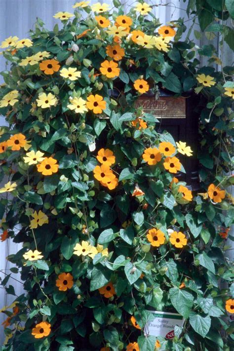 Black-eyed Susan vines are perfect for all gardens | Mississippi State University Extension Service