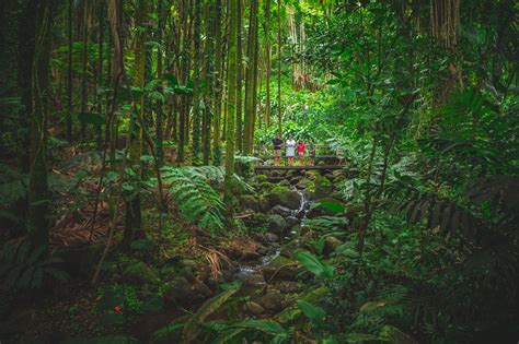 Hawaii Tropical Botanical Garden Map | Fasci Garden