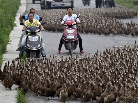 Video captures 5,000 ducks crossing road - TODAY.com