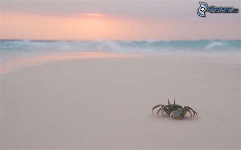 Crab on the beach