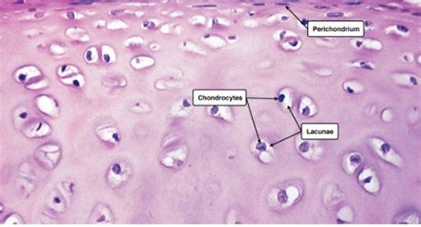 Hyaline Cartilage: Definition, Function, and Examples