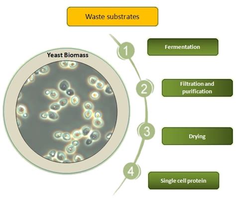 Overview Of Single Cell Protein: Production Pathway,, 41% OFF