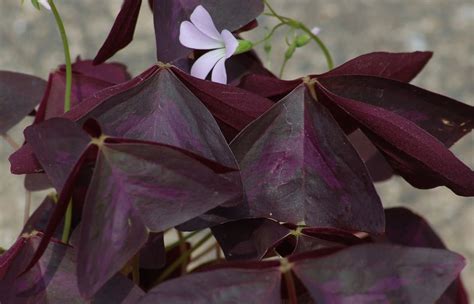 Purple Shamrock Plant: Care and Growing Guide