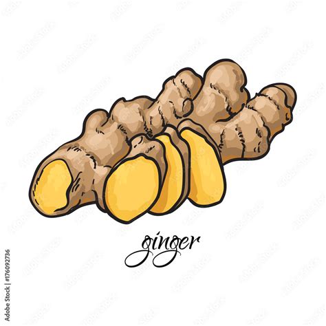 Hand drawn fresh ginger root with caption, sketch style vector ...