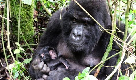 Virunga National Park - 04 Day Gorilla & Nyiragongo Trek | Visit Gorilla