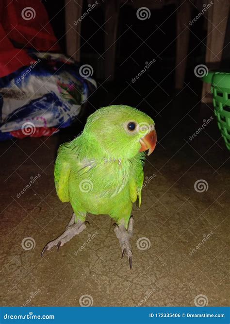 Indian parrot picture tota stock photo. Image of parrot - 172335406