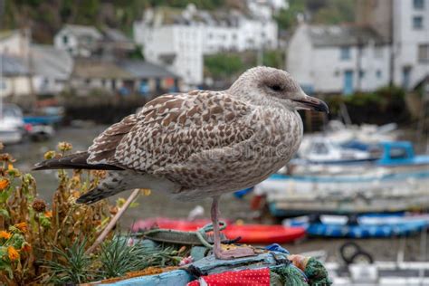 Brown Speckled Seagull Stock Photos - Free & Royalty-Free Stock Photos from Dreamstime