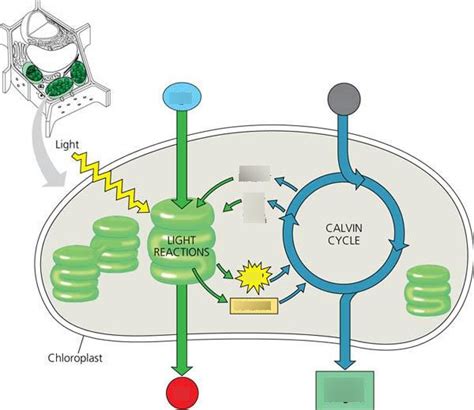 light reactions and calvin cycle Diagram | Quizlet