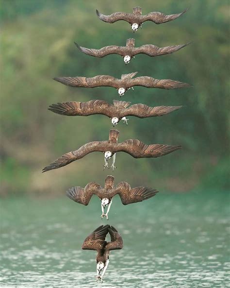 Osprey (Fish Hawk) can reach 50 MPH as it hits the water : r/pics