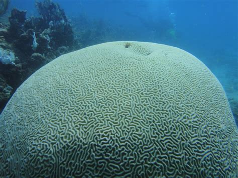 100% Coral Bleaching as Florida Sea Temperatures Rise Over 100 ...