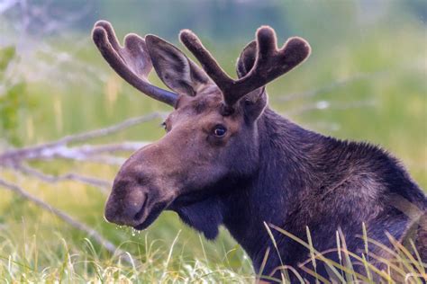 Watch this moose drop its antlers in front of a camera