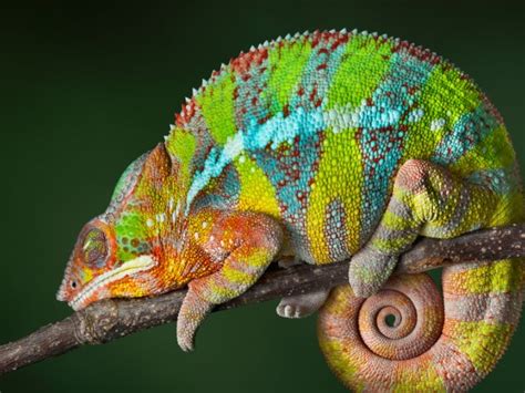 Chameleon Lizard | PetStarter