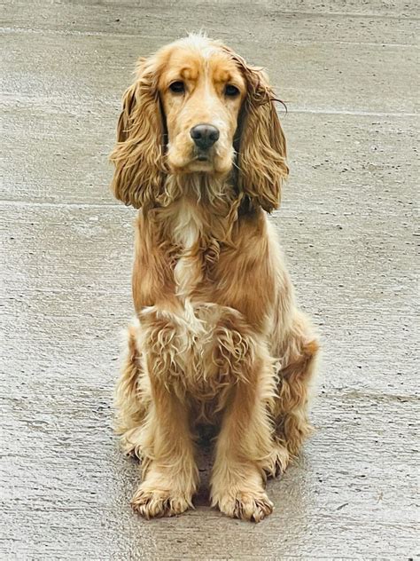 Golden Cocker Spaniel Female - Dogs For Sale Ireland