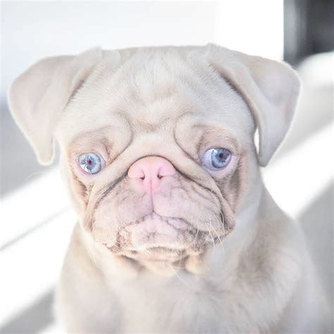 One Of Less Than 100 Pink Pugs In The World 'Milkshake' Is Stealing ...