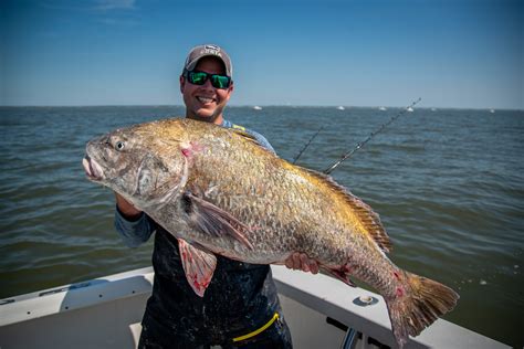 Black Drum Fishing in Delaware Bay - On The Water