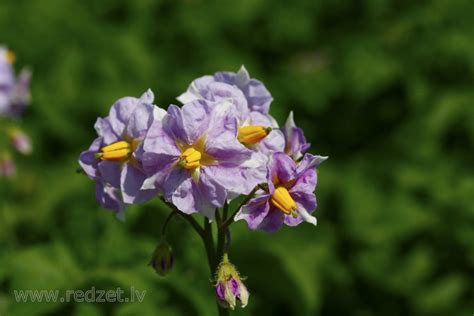 Kartupeļa zieds - Kartupelis (Solanum tuberosum) - redzet.eu