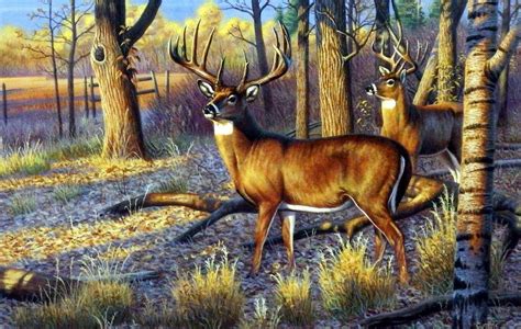 Artist Cynthie Fisher Unframed Whitetail Deer Print Beanfield Buck ...