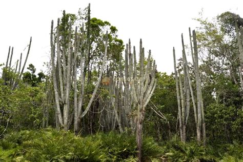 Parque Nacional del Este República Dominicana