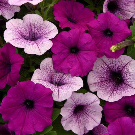 easy wave petunia - plum pudding mix - Caribou Seed Company