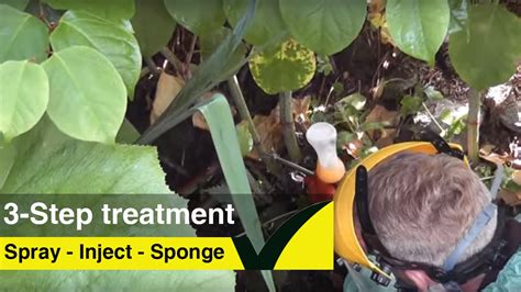 3-Step, Herbicide, Japanese Knotweed Treatment - YouTube