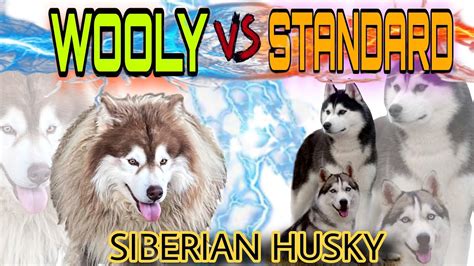 Wooly VS Standard Husky ; 3 Types of Husky Coat. - YouTube