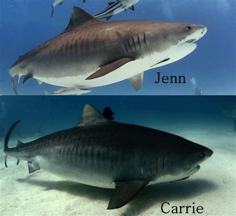 Two pregnant Tiger Sharks. - Tiger Shark Diving in the Bahamas