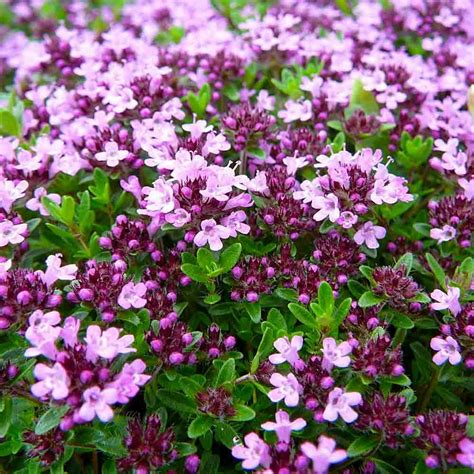 Heirloom Creeping Thyme Seeds | Terroir Seeds