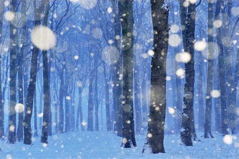 magical forest II | Magical forest, Winter scenes wonderland, Snow forest