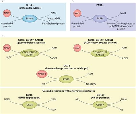 NAD+ Metabolism: Precursors, Pathways, Mechanism, Benefits