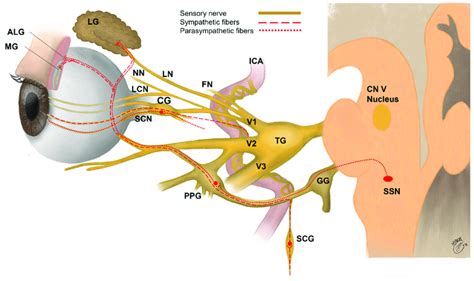 Lacrimal Nerve Innervation