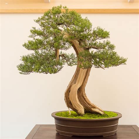 Juniper Tree Bonsai Learn more here | leafyzen