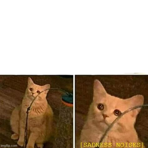 sad cat Blank Template - Imgflip