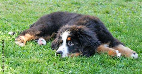 Berner Sennenhund Stock Photo | Adobe Stock