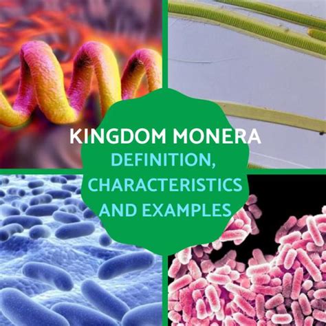 Bacteria Kingdom Examples