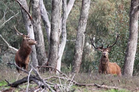 Identifying Deer Species - National Feral Deer Action Plan