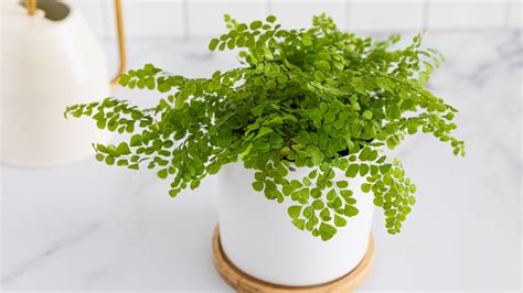 How To Take Care Of A Maidenhair Fern - www.inf-inet.com