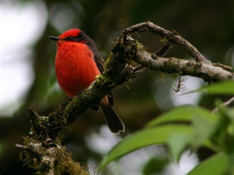 Vermilion Flycatcher (male) | Bird Watching Tours - Bird watching Holidays and Trips - New ...