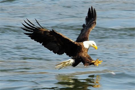 Bald Eagle Fishing | I am proud to say that today (Feb. 29, … | Flickr