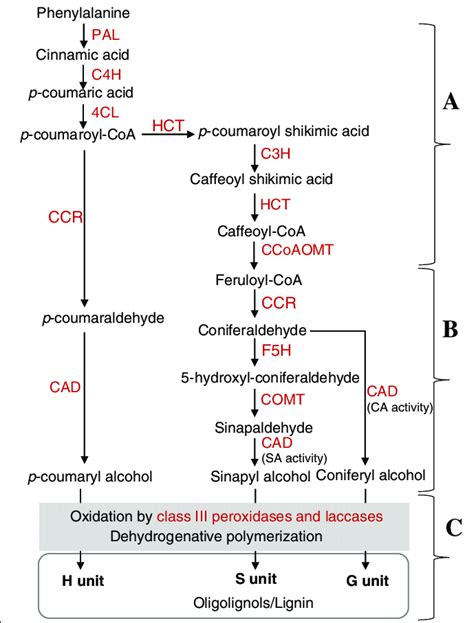 Lignin Biosynthesis Pathway