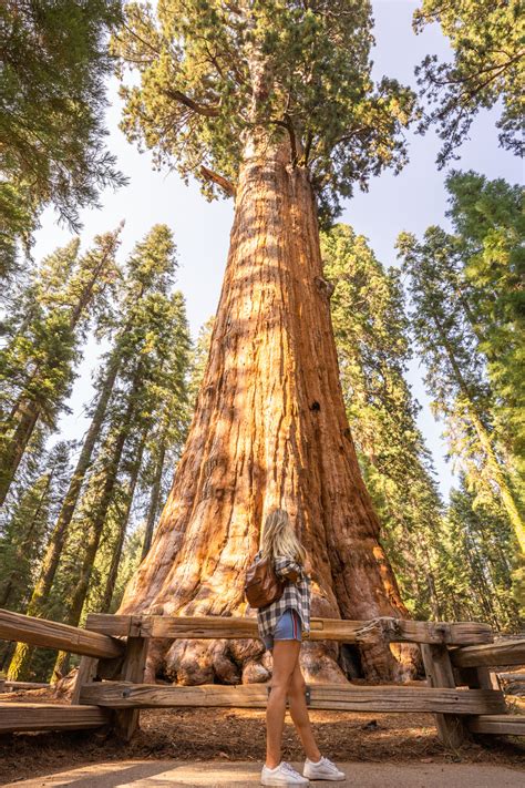 A Quick Guide to Sequoia & Kings Canyon National Park - The Road Les Traveled