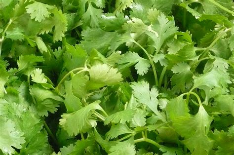 Cilantro | Recipes from Nash's Organic Produce