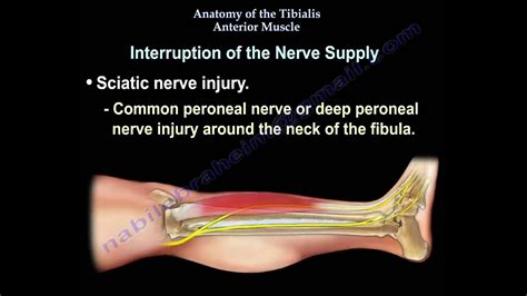 Anatomy Of The Tibialis Anterior Muscle - Everything You Need To Know - Dr. Nabil Ebraheim - YouTube