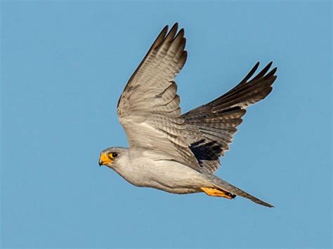 Grey falcon - Alchetron, The Free Social Encyclopedia