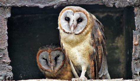 15 Types of Barn Owls (With Pictures) - Farmhouse Guide