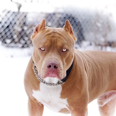 Can pitbulls kill you? - Quora | Hunde tapete, Blauer pitbull, Pitbull welpen