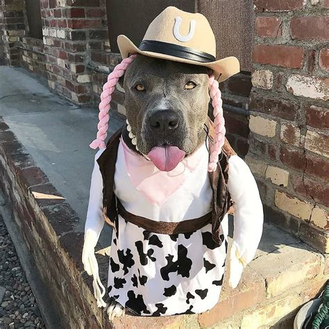 21 Pictures That Prove Pit Bulls Are Even Cuter on Halloween | Dog ...