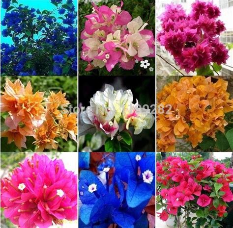 Mix-color Bougainvillea spectabilis Willd | Beautiful blooms, Colorful ...