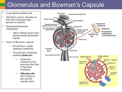 PPT - Urinary System I: Kidneys and Urine Formation PowerPoint ...